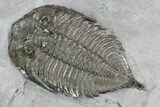 Dalmanites Trilobite Fossil - New York #99079-2